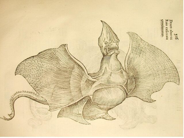Datei:Draco Aldrovandi.jpg