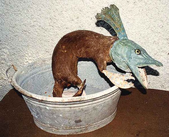 Datei:3wasserratznkrickl-1-.jpg
