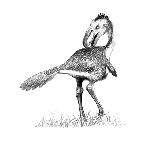 Datei:Andalgalornis.png