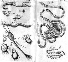 Nicolas Andry illustrations of microorganisms