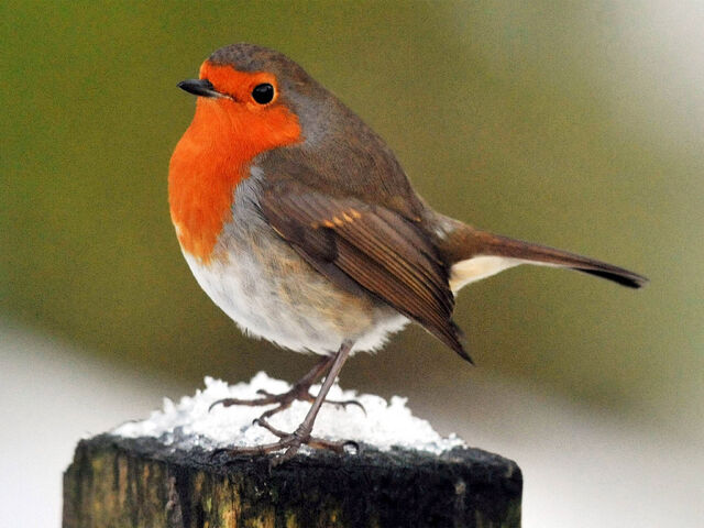 File:Robin.jpg