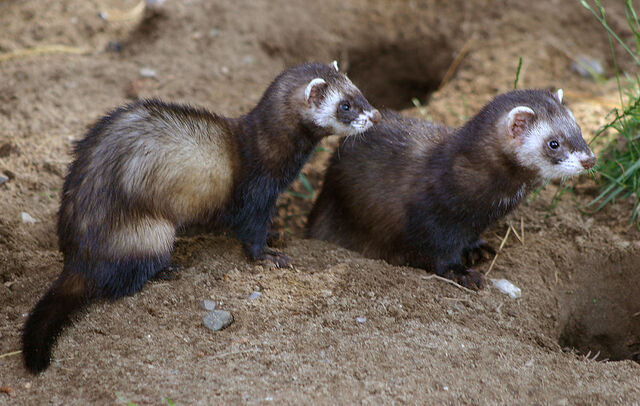 File:Polecat.jpg