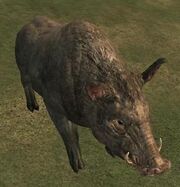 Mo-domesticpig