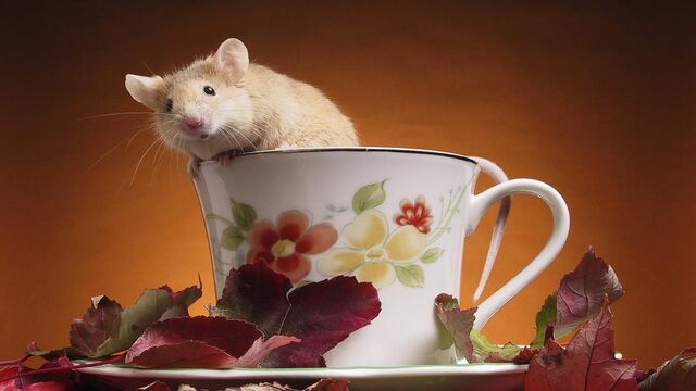 File:Mouse.jpg