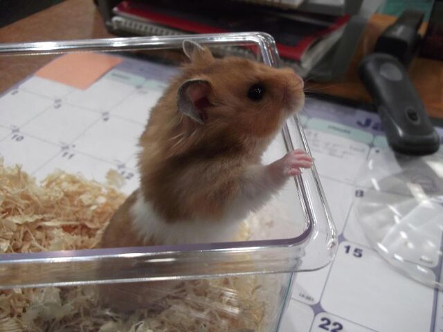 File:Mr. Tickleschmootz01.jpg