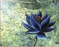 File:Black lotus zoom.jpg