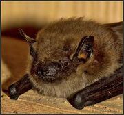 Bat