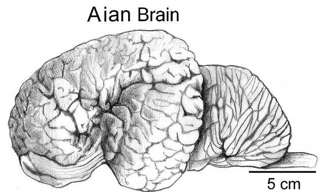 File:Aian brain.png