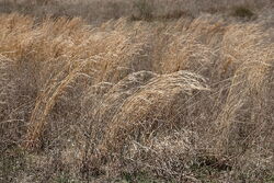 Graegrass