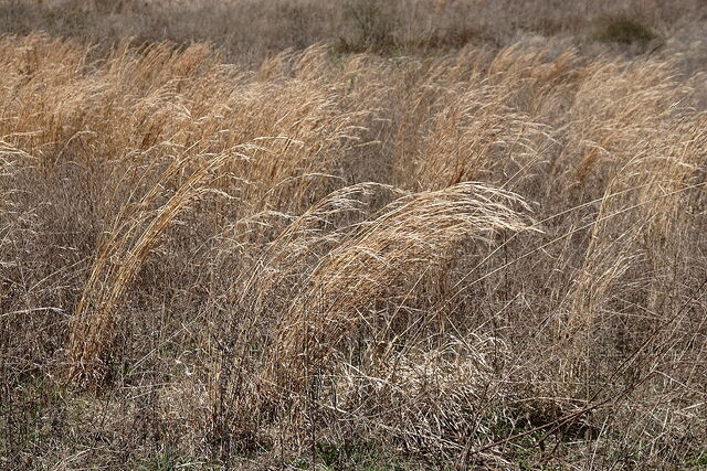 File:Graegrass.jpg