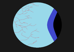 Eye