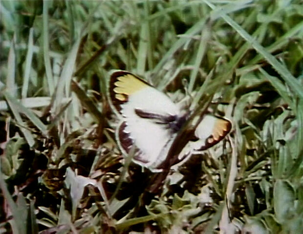 File:Butterflies.jpg