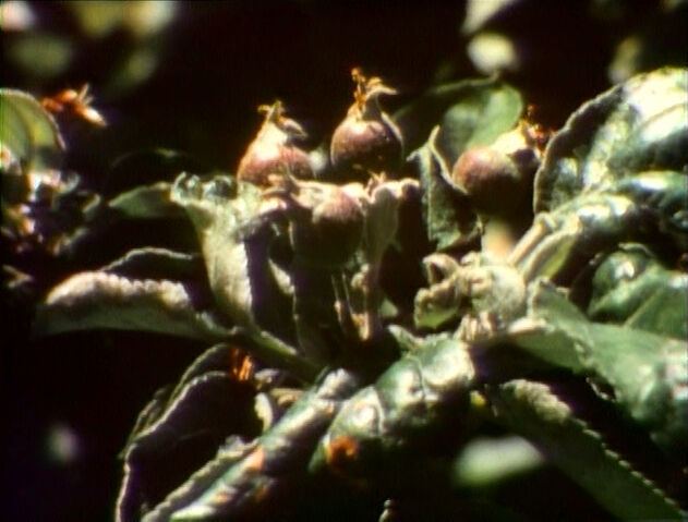 File:1458-Tree.jpg