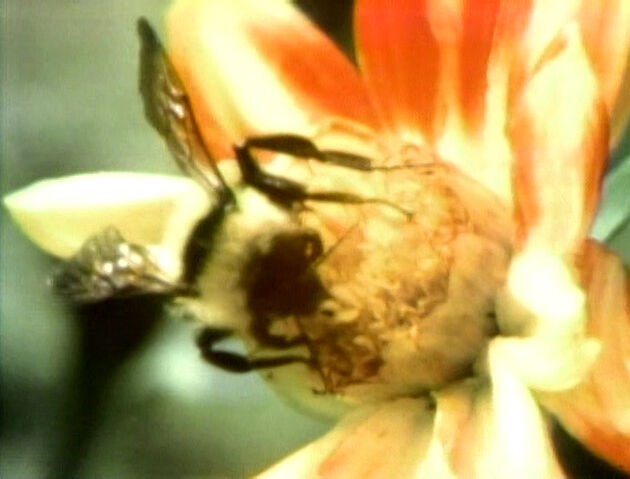 File:BeeFilm.jpg