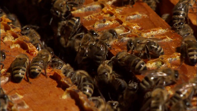 File:HoneyBeeSong.png