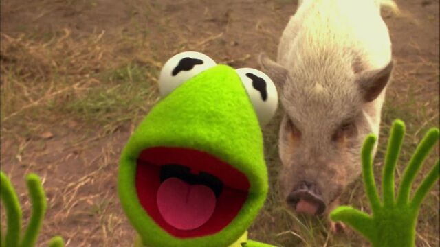 File:KSY-Pig.jpg