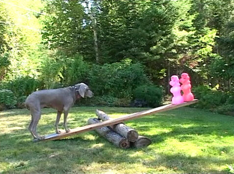 File:WegmanSeeSaw.jpg