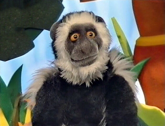 File:Cody the Colobus Monkey.jpg