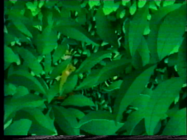 File:Vlcsnap-2016-03-21-15h44m37s10.png