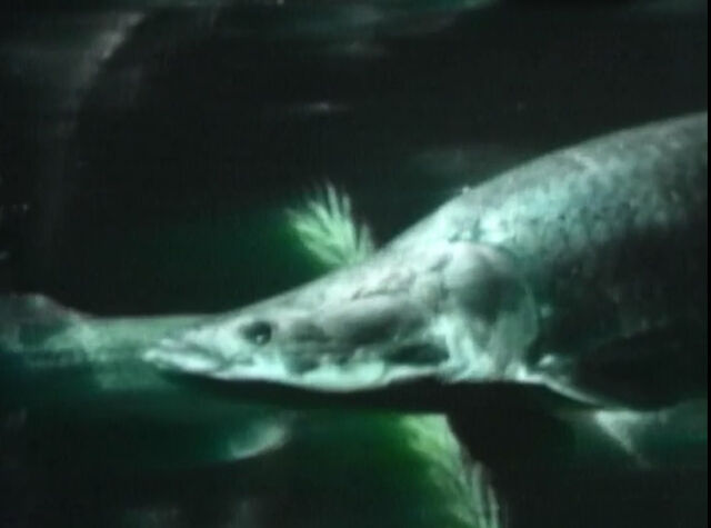 File:1957-Fish.jpg