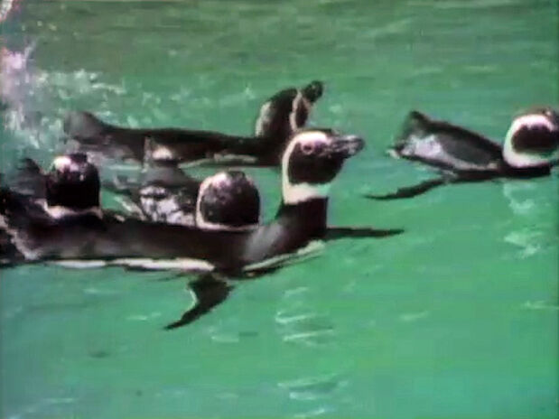 File:Lookatthepenguinstakinabath.jpg