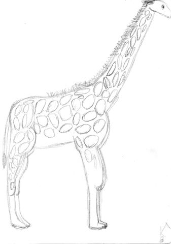 File:Giraffe.jpg