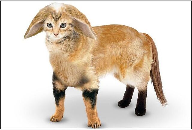 File:Pet.jpg