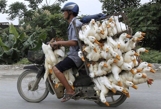 File:Pb-120531-ducks-jb.photoblog900.jpg