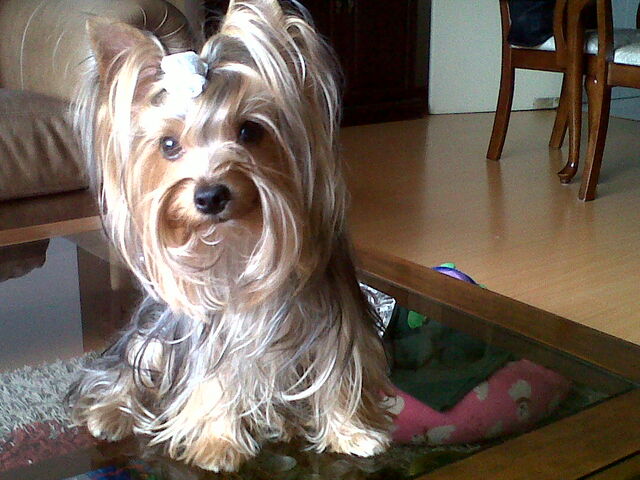 Archivo:Virnita.jpg