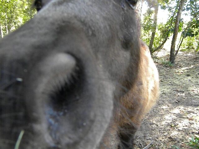 File:Nosey-horse.jpg