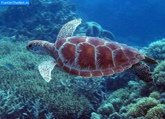 Great-barrier-reef-turtle1