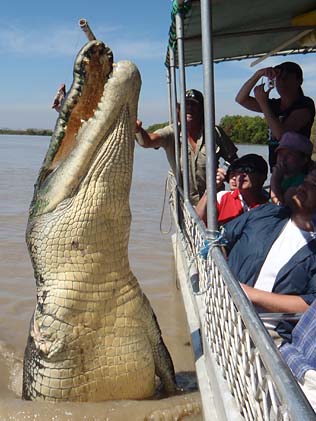 868158-croc-brutus