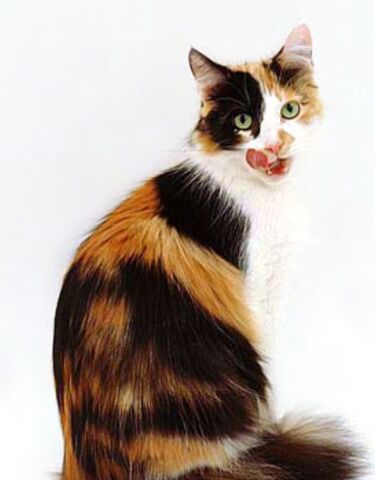 File:Image-0.jpg