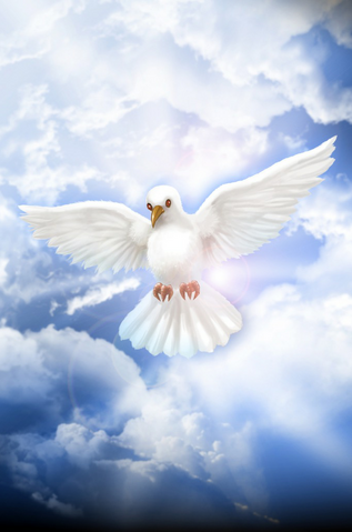 File:Common 11.png