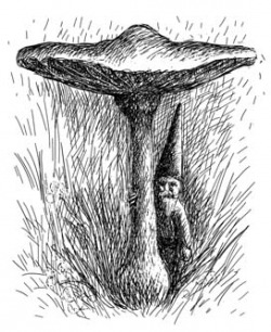 Gnome