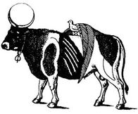 Apis bull