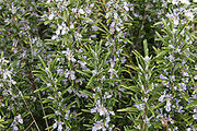 220px-Rosemary bush