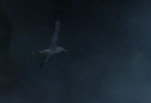 Albatros