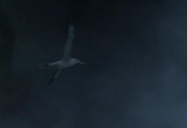 Plik:Albatros.jpg