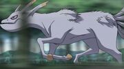 5tailed.jpg