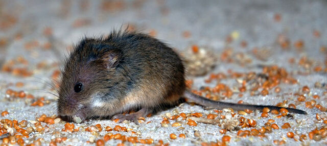 File:Lovia - Harvest Mouse.jpg