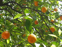 Oranges