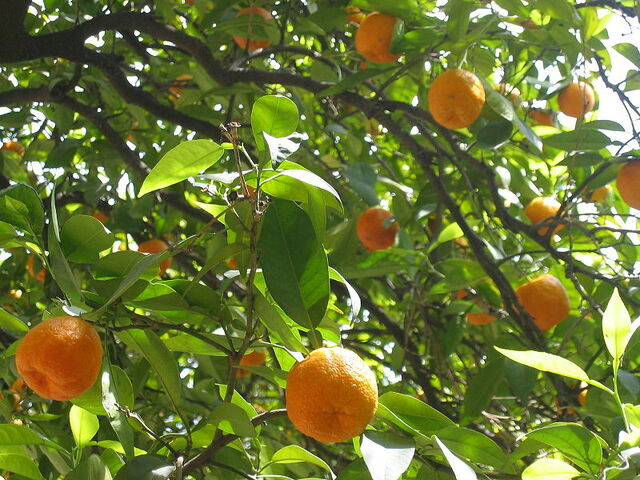 File:Oranges.jpg