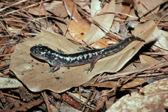 File:Lovia - Tiger Salamander.jpg