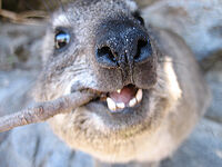 Dassie 03