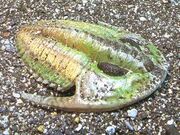Trilobite