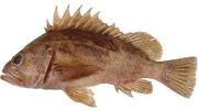Rockfish