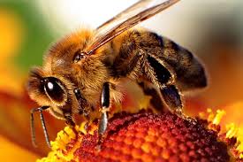 Bee2
