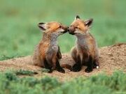 Fox1