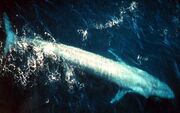 Bluewhale